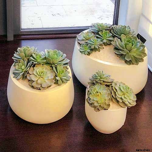 9 Must-Have Succulent Planters