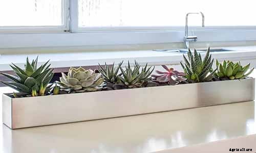 9 Must-Have Succulent Planters