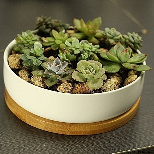 9 Must-Have Succulent Planters