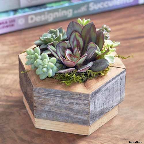 9 Must-Have Succulent Planters