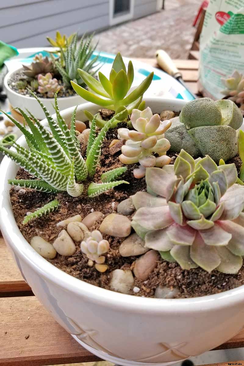 9 Must-Have Succulent Planters