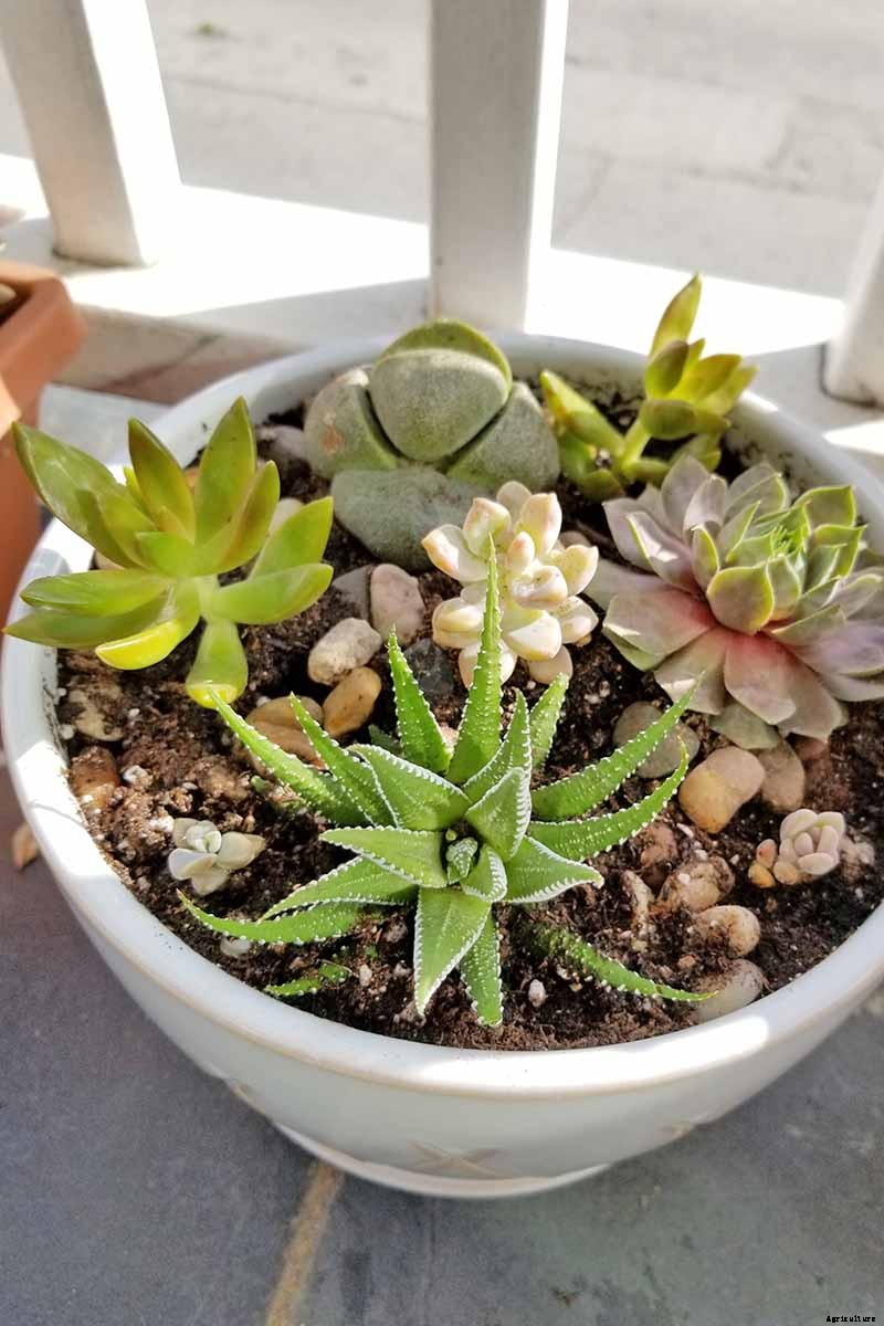 9 Must-Have Succulent Planters
