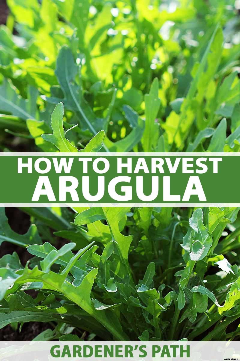 How and When to Harvest Arugula