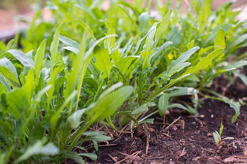 How and When to Harvest Arugula