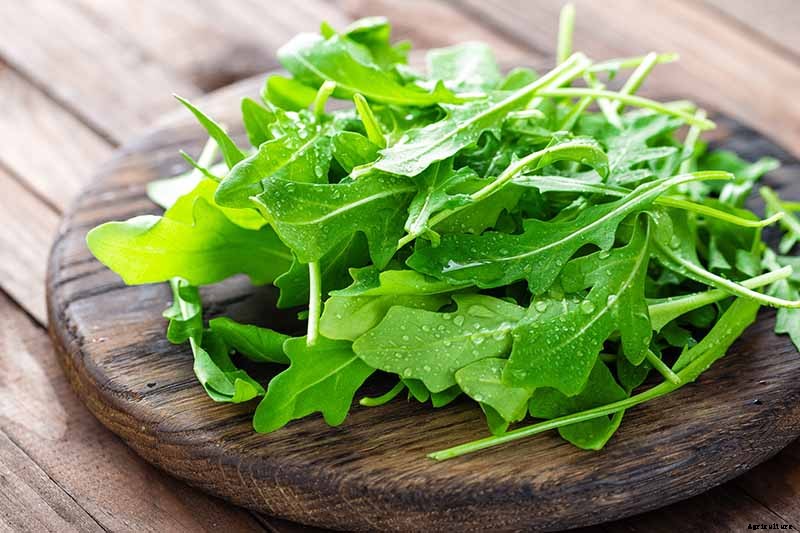 How and When to Harvest Arugula