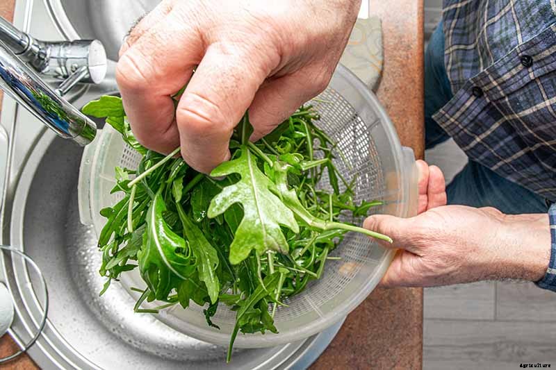 How and When to Harvest Arugula