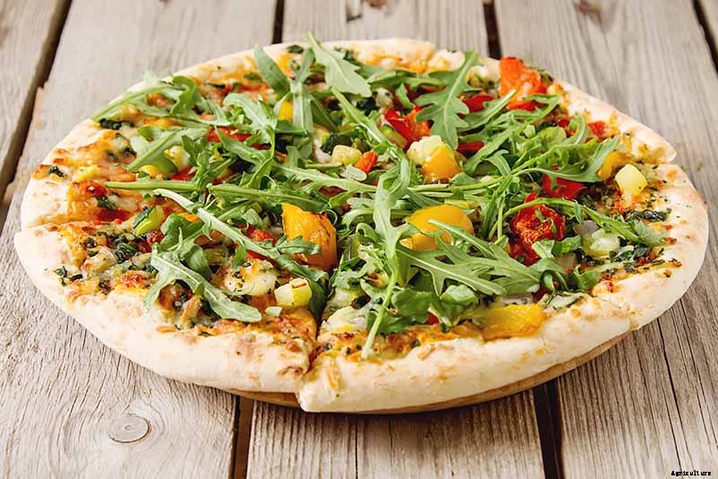 How and When to Harvest Arugula