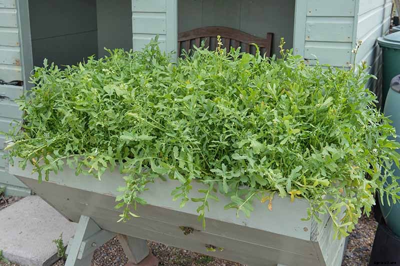 How and When to Harvest Arugula