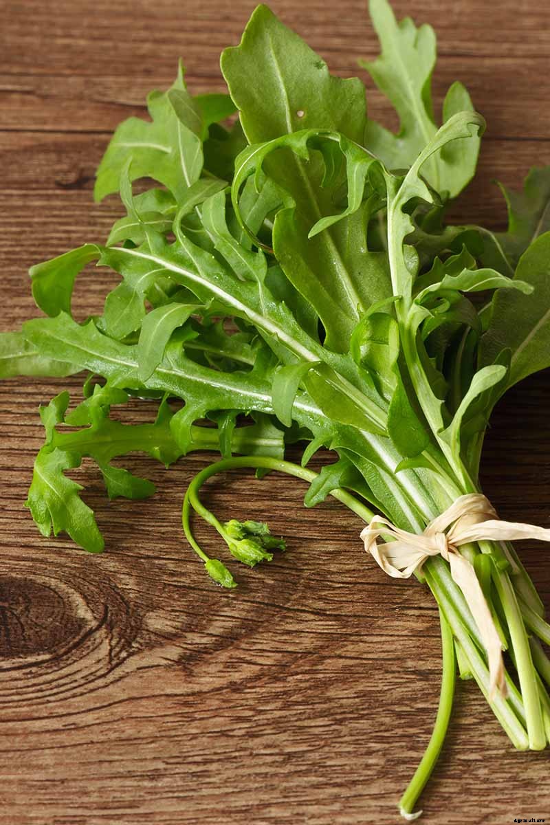 How and When to Harvest Arugula