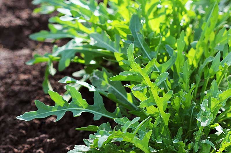 How and When to Harvest Arugula