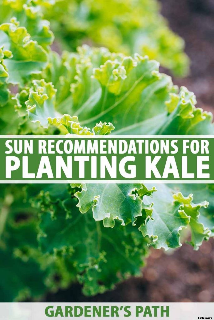Sun Recommendations for Planting Kale