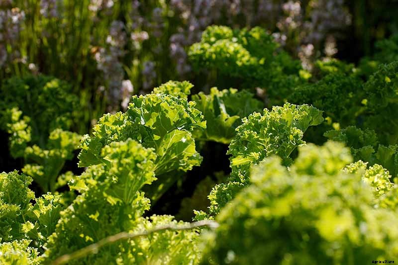 Sun Recommendations for Planting Kale