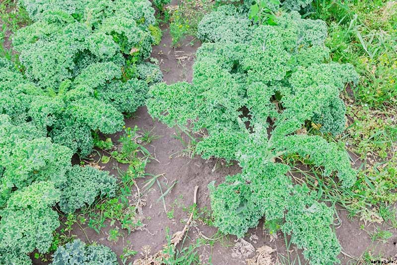 Sun Recommendations for Planting Kale