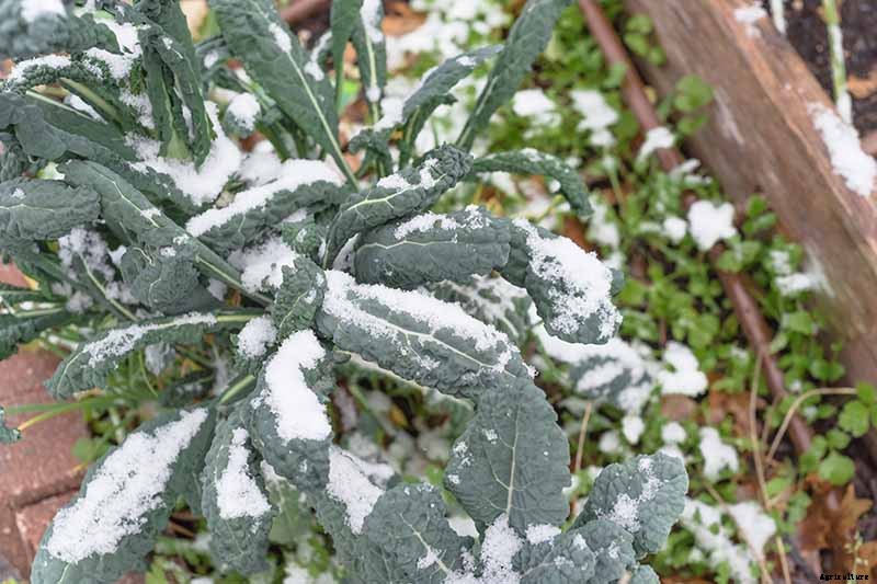 Sun Recommendations for Planting Kale