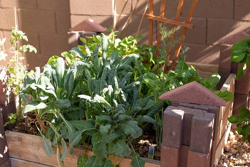 Sun Recommendations for Planting Kale
