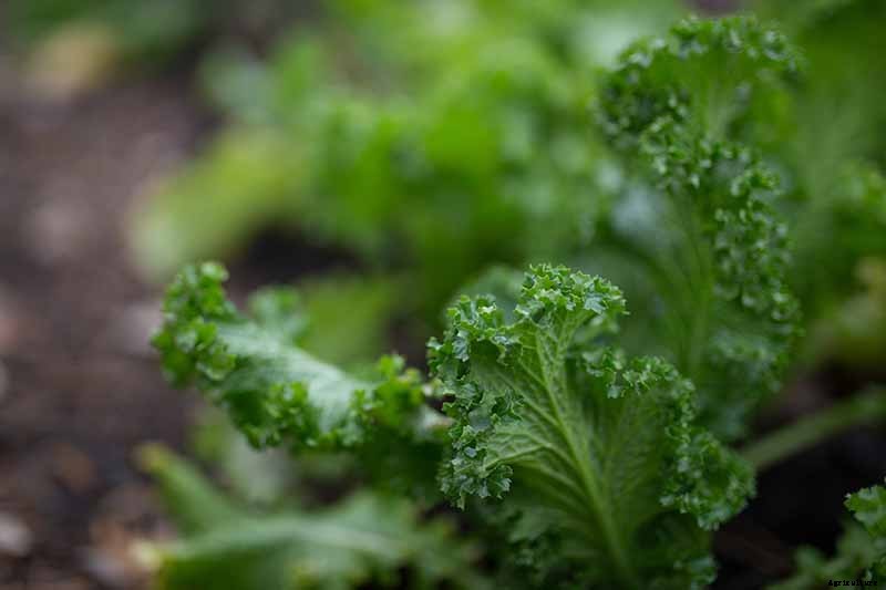 Sun Recommendations for Planting Kale