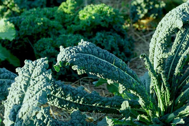 Sun Recommendations for Planting Kale