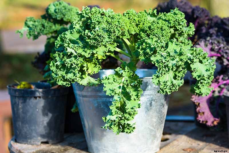 Sun Recommendations for Planting Kale