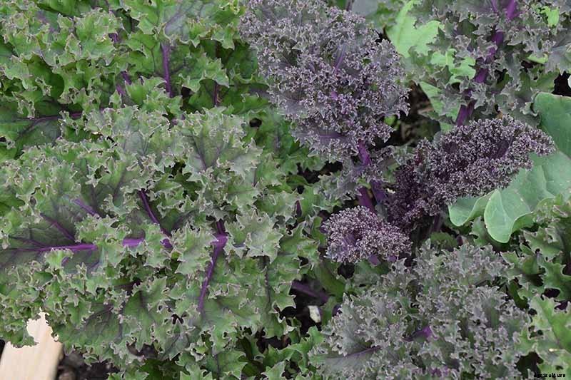 Sun Recommendations for Planting Kale