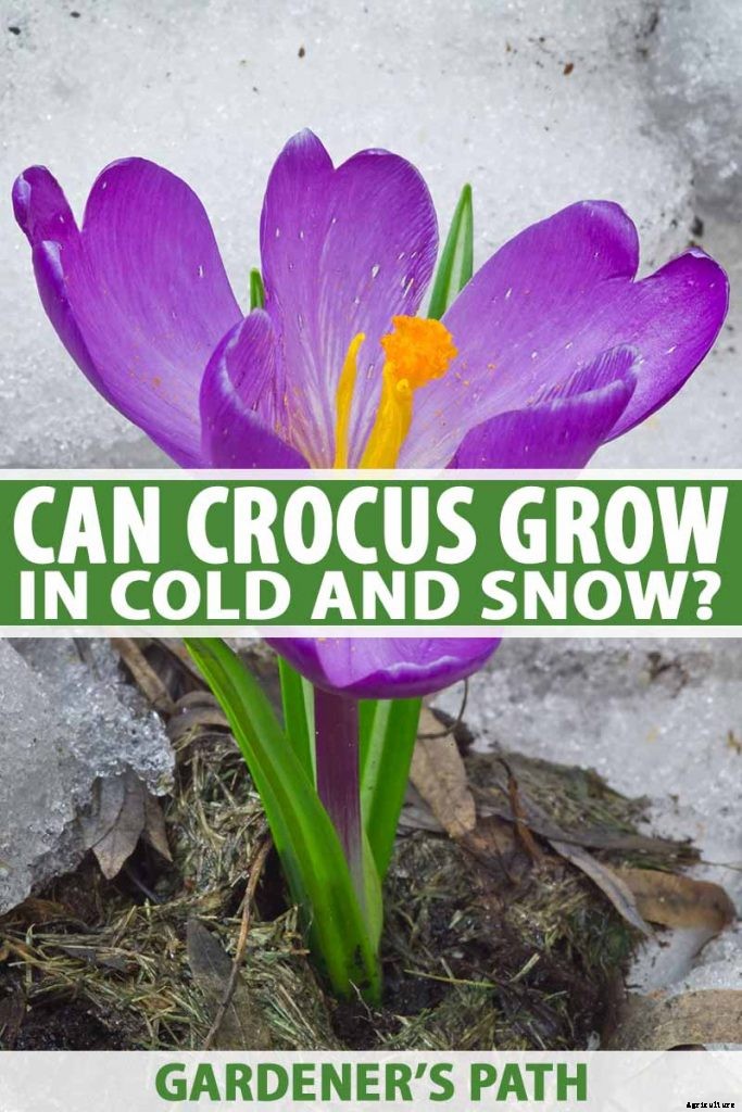 Can Crocus Grow in the Cold and Snow?