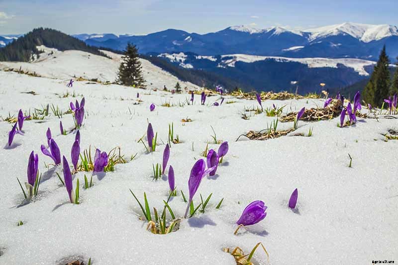 Can Crocus Grow in the Cold and Snow?