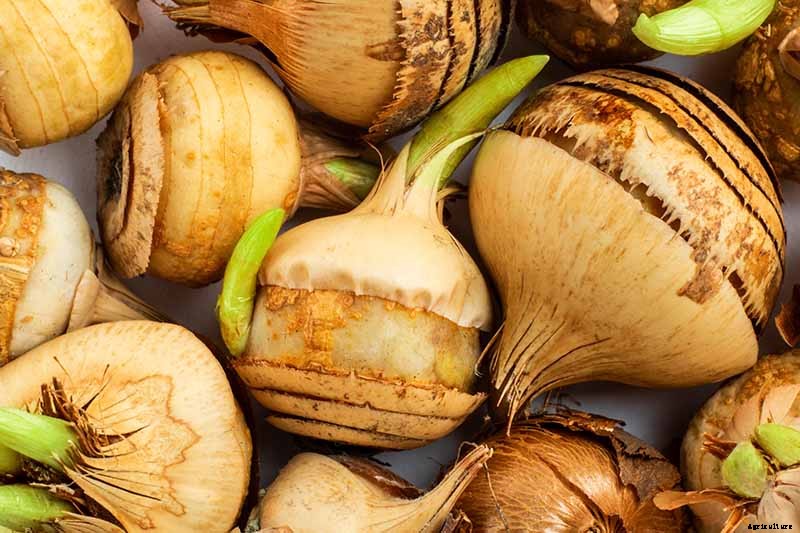 Can Crocus Grow in the Cold and Snow?