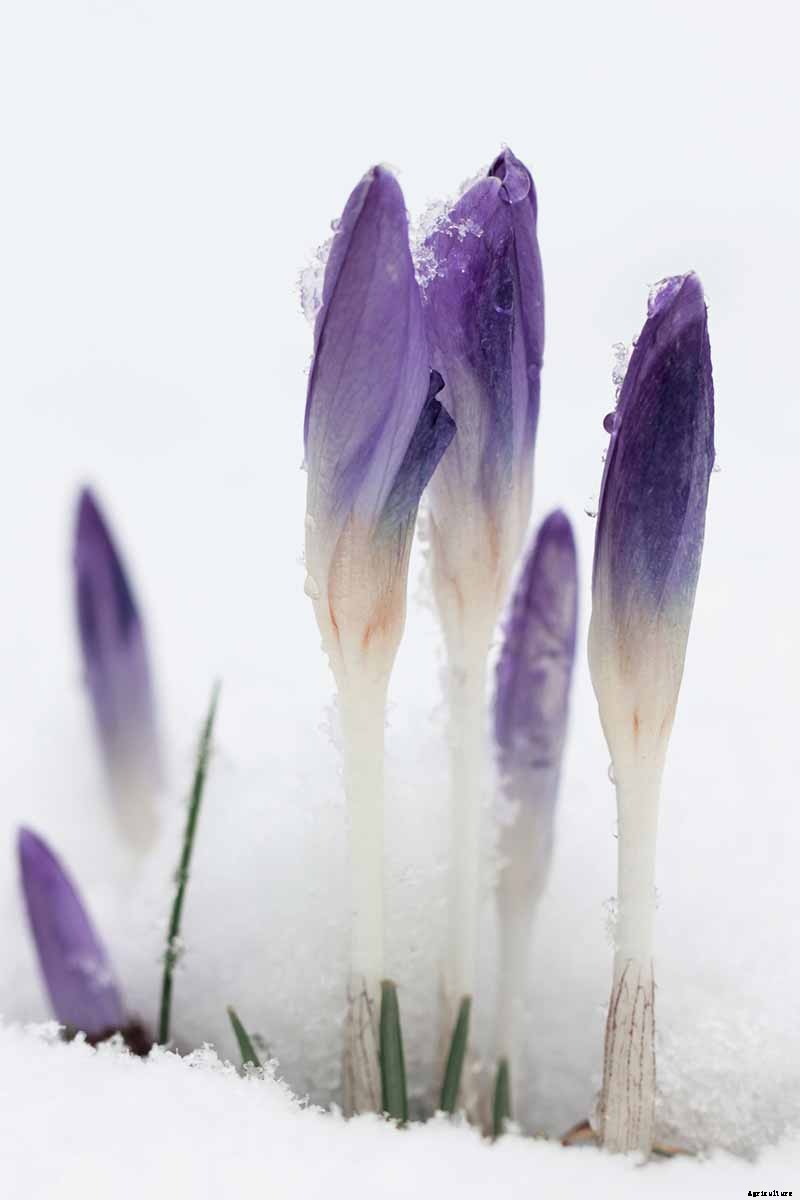 Can Crocus Grow in the Cold and Snow?