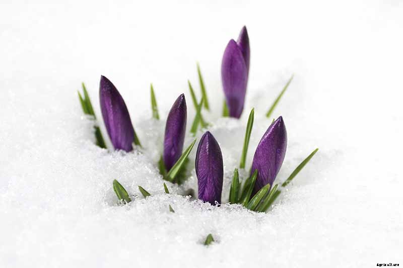 Can Crocus Grow in the Cold and Snow?