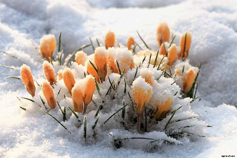 Can Crocus Grow in the Cold and Snow?