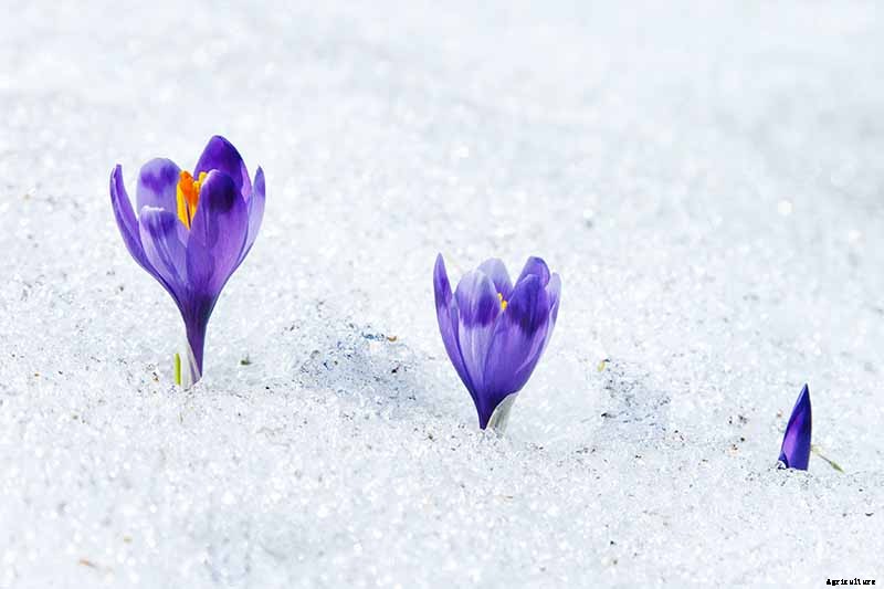 Can Crocus Grow in the Cold and Snow?