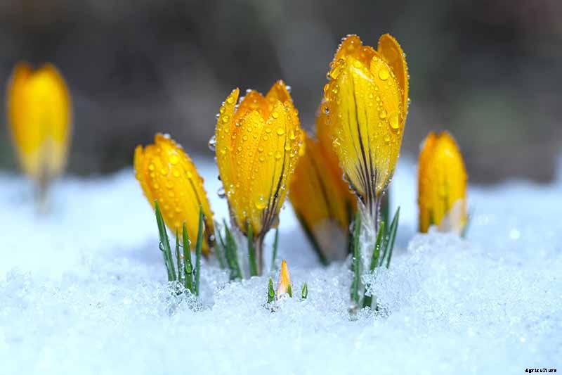 Can Crocus Grow in the Cold and Snow?