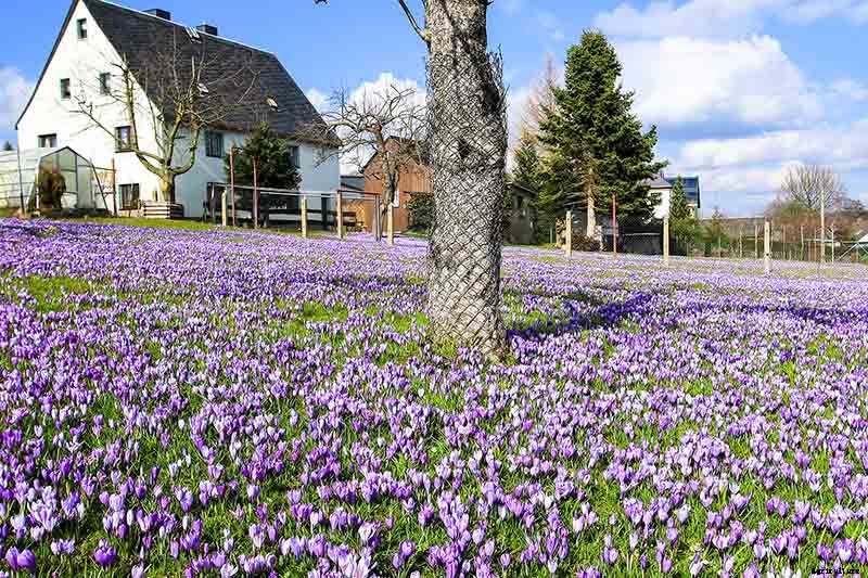 Can Crocus Grow in the Cold and Snow?