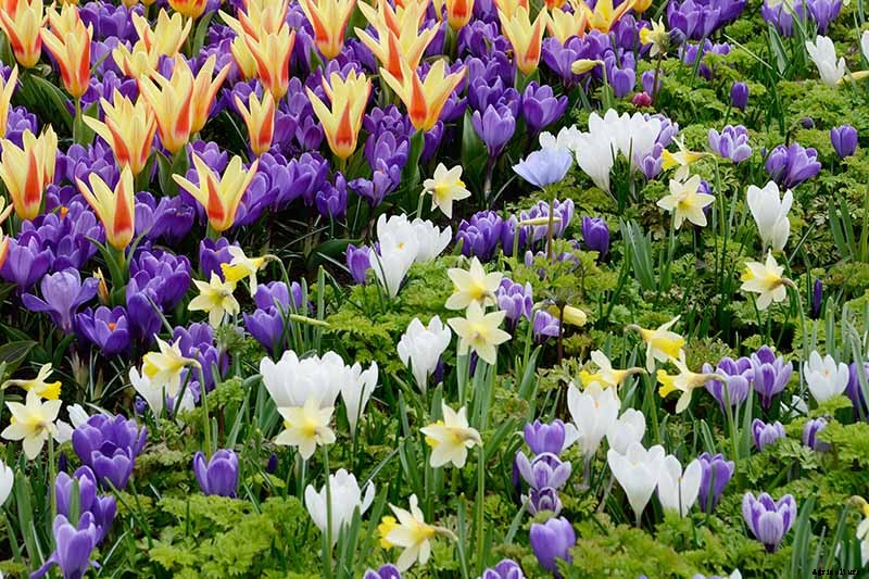 Can Crocus Grow in the Cold and Snow?