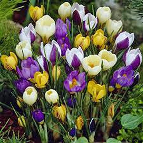 Can Crocus Grow in the Cold and Snow?