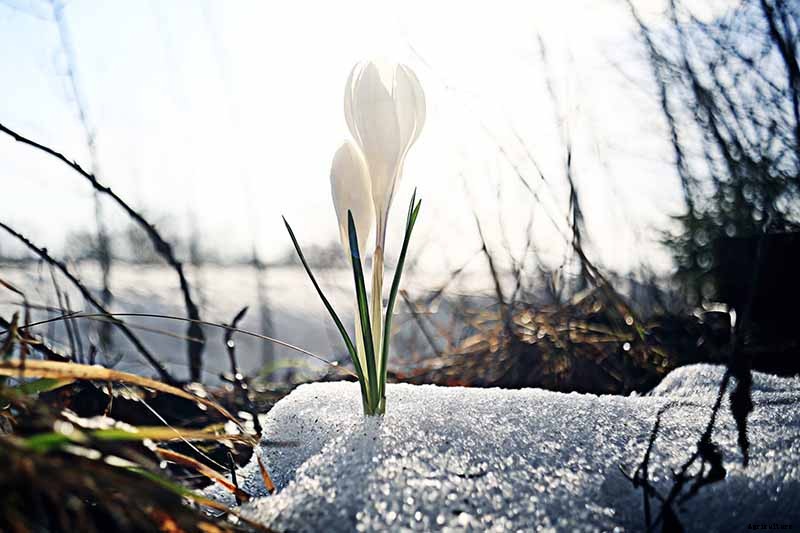 Can Crocus Grow in the Cold and Snow?