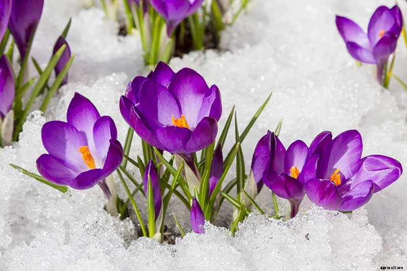 Can Crocus Grow in the Cold and Snow?