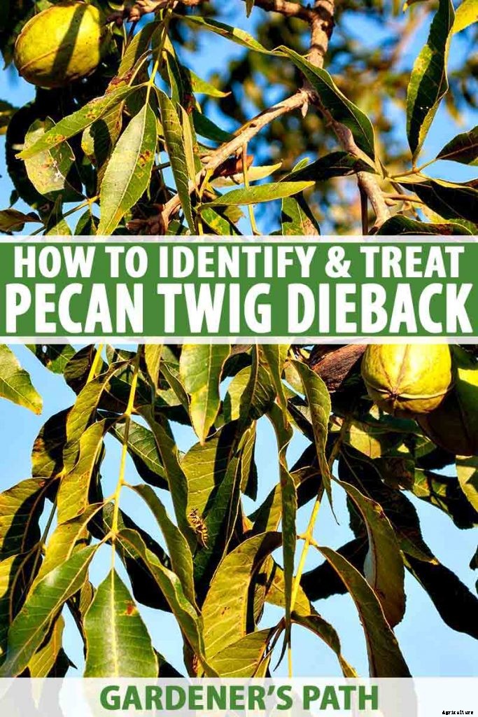 How to Identify and Treat Pecan Twig Dieback Disease