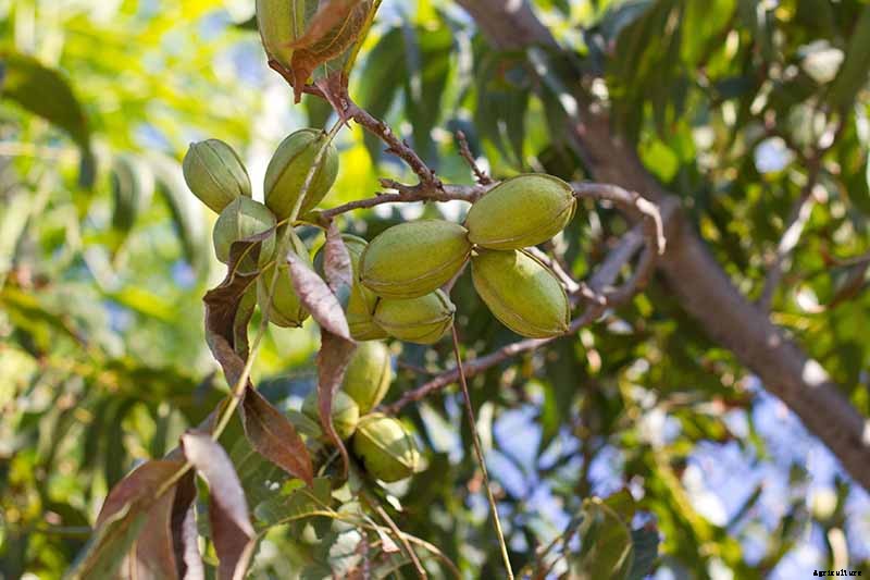 How to Identify and Treat Pecan Twig Dieback Disease