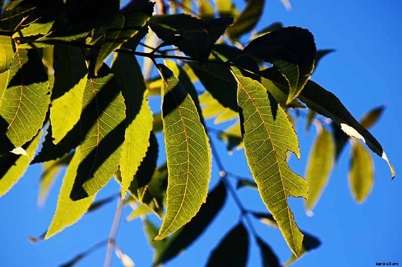 How to Identify and Treat Pecan Twig Dieback Disease