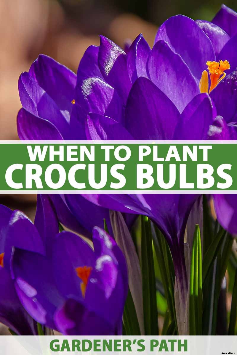 When to Plant Crocus Bulbs
