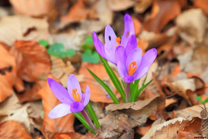 When to Plant Crocus Bulbs