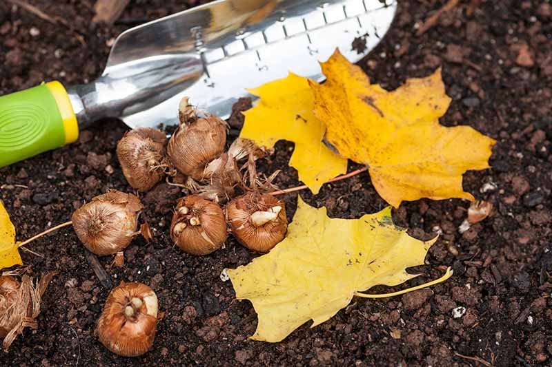 When to Plant Crocus Bulbs