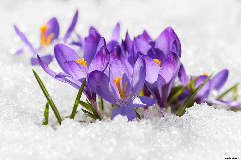 When to Plant Crocus Bulbs