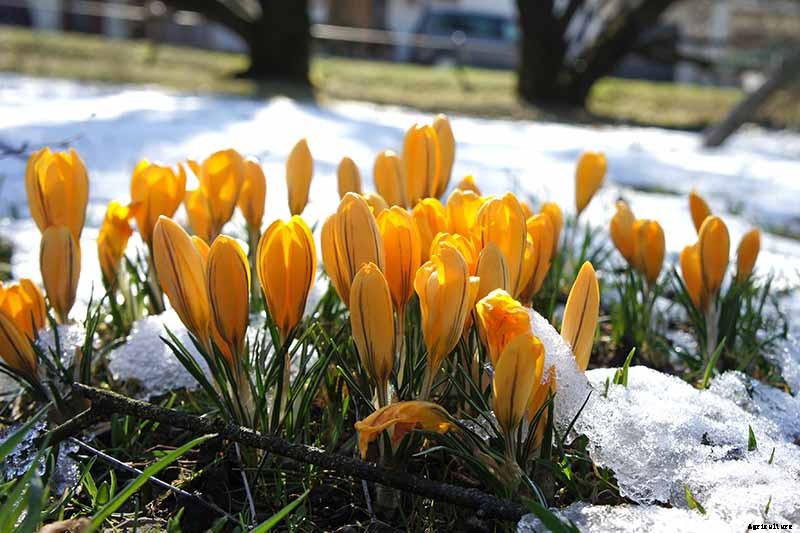 When to Plant Crocus Bulbs