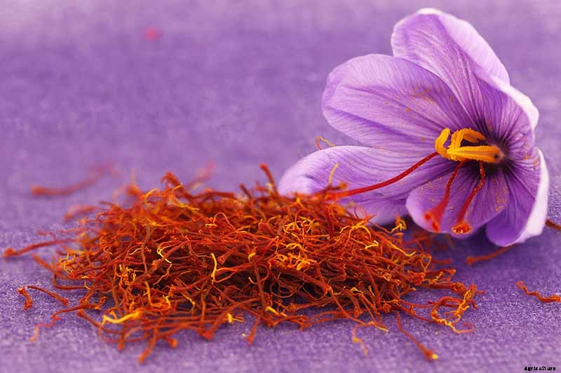 When to Plant Crocus Bulbs