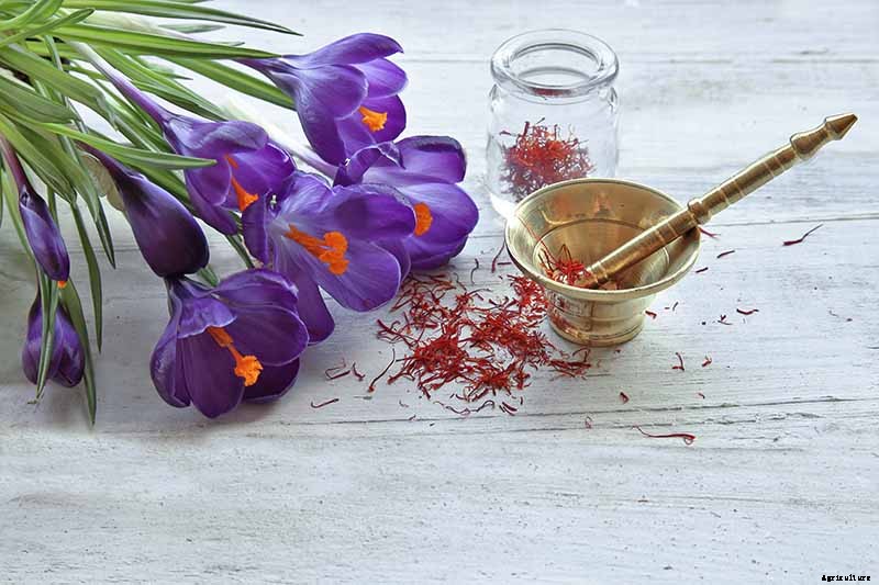 When to Plant Crocus Bulbs