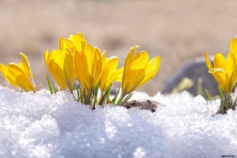 When to Plant Crocus Bulbs