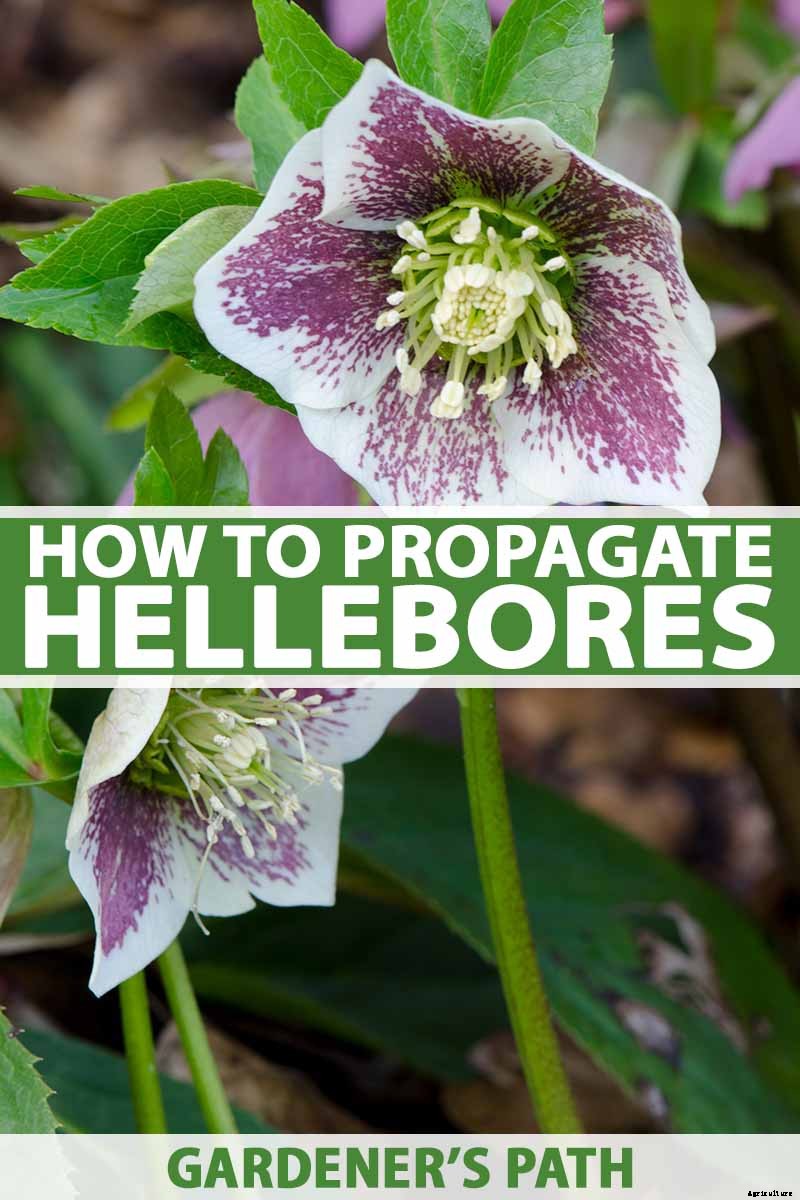 How to Propagate Hellebores