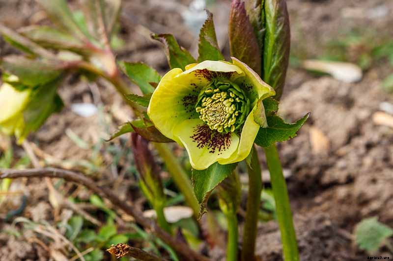 How to Propagate Hellebores