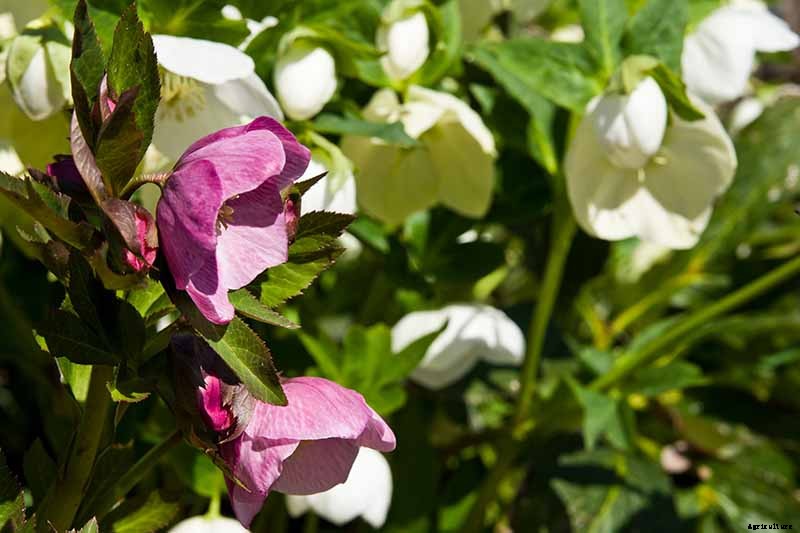 How to Propagate Hellebores